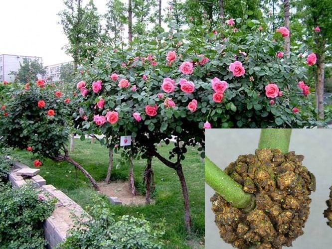 Trong qu&aacute; tr&igrave;nh trồng hoa hồng cần ch&uacute; &yacute; tới bệnh s&ugrave;i c&agrave;nh để kịp thời xử l&yacute;. Ảnh minh họa