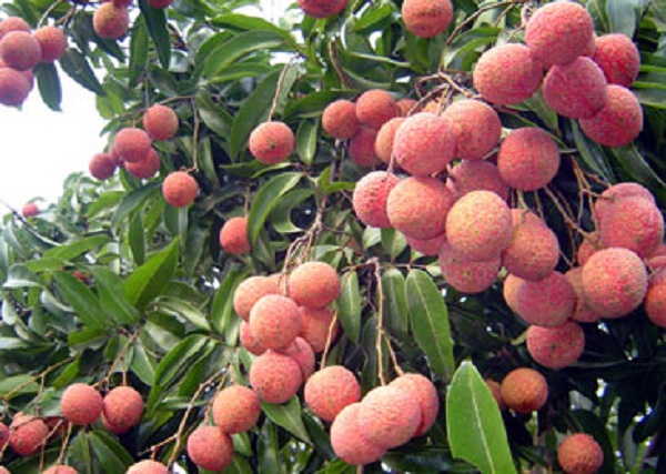 Kỹ thuật trồng c&acirc;y vải kh&ocirc;ng hạt năng suất cao cần lựa chọn giống chất lượng. Ảnh minh họa