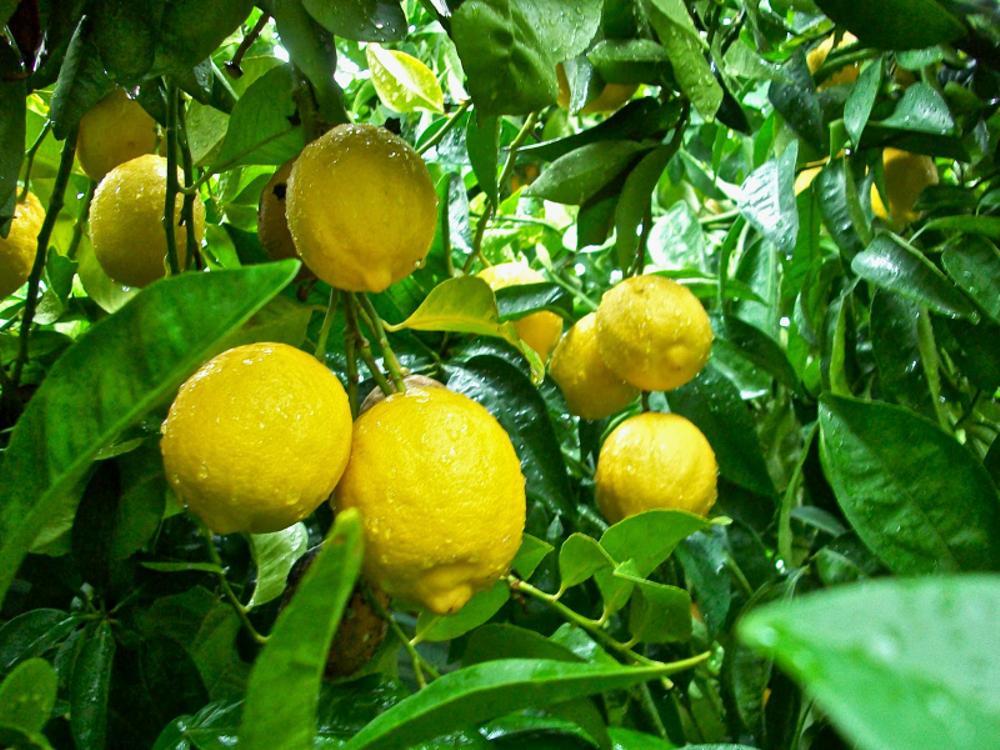 Kỹ thuật trồng c&acirc;y chanh v&agrave;ng Mỹ đơn giản, quả sai. Ảnh minh họa 