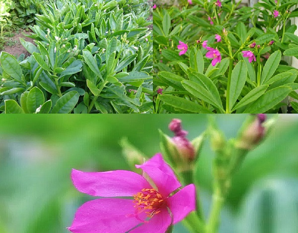  Kỹ thuật trồng c&acirc;y s&acirc;m đất vừa l&agrave;m rau ăn vừa chữa bệnh cực tốt. 