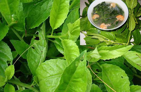Kỹ thuật trồng c&acirc;y rau bầu đất vừa l&agrave;m rau vừa chữa bệnh hiệu quả.  