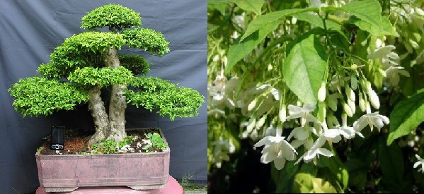  Kỹ thuật trồng c&acirc;y mai chiếu thủy mang phong thủy cho gia chủ. 