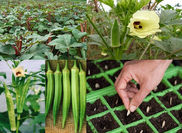  Kỹ thuật trồng c&acirc;y đ&acirc;u bắp đơn giản nhưng mang lại năng suất cao. 