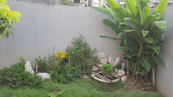 Kỹ thuật trồng c&acirc;y cỏ nhung Nhật để trang tr&iacute; s&acirc;n vườn. Ảnh: Do&atilde;n Trung