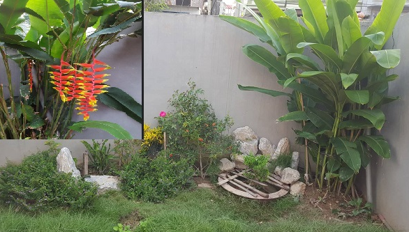  Kỹ thuật trồng c&acirc;y chuối tr&agrave;ng ph&aacute;o cho g&oacute;c vườn nh&agrave; bạn đẹp rực rỡ, ấn tượng. Ảnh: Do&atilde;n Trung