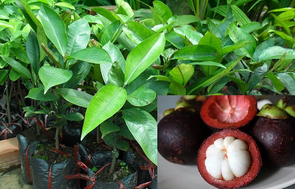 Kỹ thuật trồng c&acirc;y măng cụt mang lại hiệu quả cao cần đảm bảo nhiều yếu tố. 