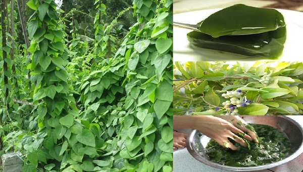 Kỹ thuật trồng c&acirc;y sương s&acirc;m vừa l&agrave;m thuốc chữa bệnh vừa c&oacute; thể l&agrave;m thạch ăn rất ngon.  