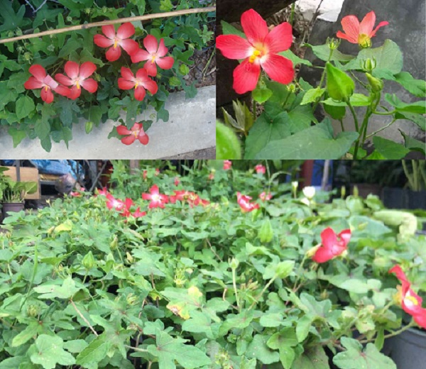  Kỹ thuật trồng c&acirc;y S&acirc;m Bố Ch&iacute;nh đơn giản. 