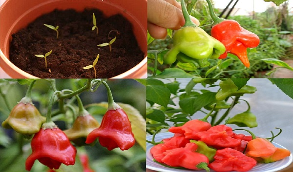Kỹ thuật trồng ớt chu&ocirc;ng hoa hồng đẹp ấn tượng, năng suất cao.  