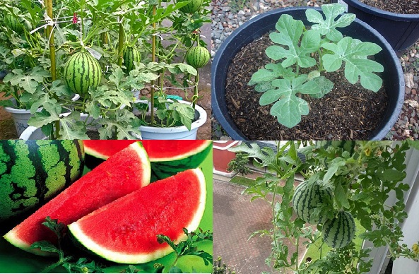  Kỹ thuật trồng dưa hấu trong chậu tại nh&agrave; đơn giản, quả sai. 