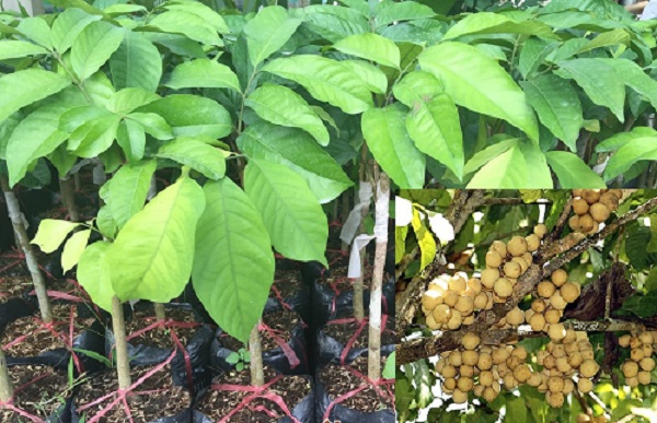  Kỹ thuật trồng c&acirc;y B&ograve;n Bon Th&aacute;i mang lại năng suất cao cần đ&ograve;i hỏi nhiều yếu tố từ đất trồng, giống, c&aacute;ch chăm s&oacute;c. 