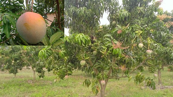 Kỹ thuật trồng c&acirc;y xo&agrave;i &Uacute;c sai trĩu c&agrave;nh, quả thơm ngon cần ch&uacute; &yacute; tới kh&acirc;u bấm, tỉa c&agrave;nh.   