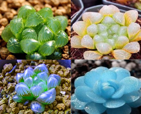 Kỹ thuật trồng c&acirc;y sen đ&aacute; kim cương đơn giản nhưng lại mang may mắn, t&agrave;i lộc cho gia chủ.  