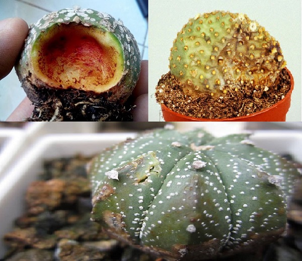 Kỹ thuật trồng c&acirc;y xương rồng cần lưu &yacute; đến bệnh thối nhũn.  