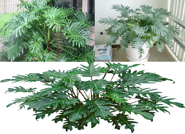  Kỹ thuật trồng c&acirc;y chầu b&agrave; ch&acirc;n vịt mang phong thủy cho ng&ocirc;i nh&agrave; của bạn.