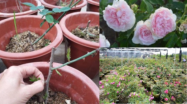 Kỹ thuật trồng c&acirc;y hoa hồng rễ trần đơn giản, hoa đẹp.  