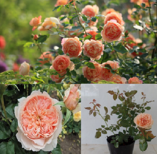  Kỹ thuật trồng hoa hồng ngoại Masora rose đơn giản, đẹp rực rỡ. 