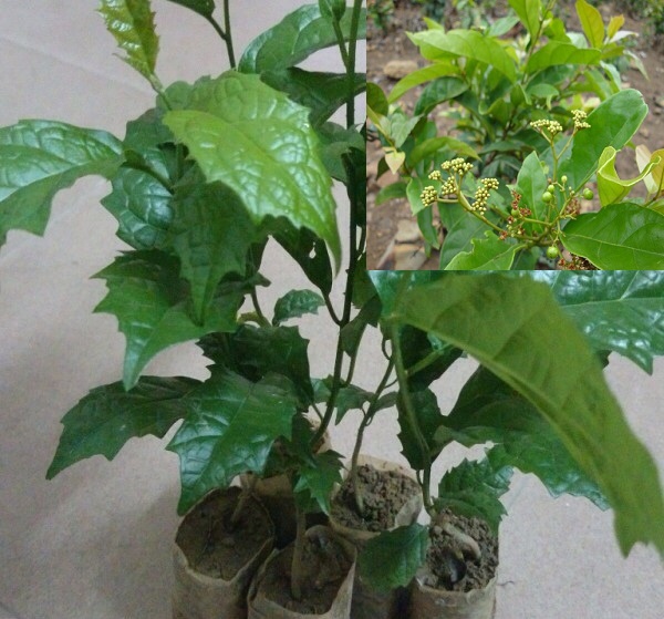  Kỹ thuật trồng c&acirc;y xạ đen kh&ocirc;ng kh&oacute; chỉ cần &aacute;p dụng đ&uacute;ng phương ph&aacute;p kỹ thuật. 