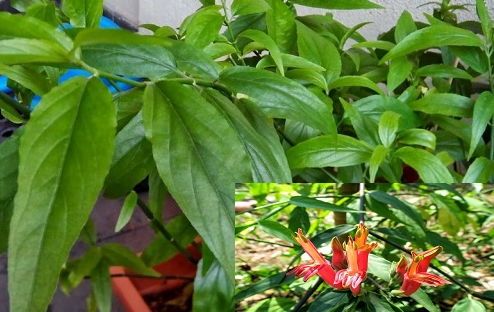  Kỹ thuật trồng c&acirc;y b&igrave;m bịp l&agrave;m thuốc cực tốt.  