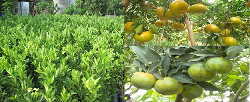  Kỹ thuật trồng c&acirc;y qu&yacute;t đường quả thơm ngon, năng suất cao. 