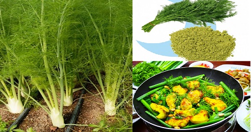 Kỹ thuật trồng c&acirc;y th&igrave; l&agrave; tại nh&agrave; vừa c&oacute; rau ăn vừa l&agrave;m thuốc cực tốt.  