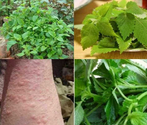Kỹ thuật trồng rau kinh giới chữa nhiều bệnh tại nh&agrave; 