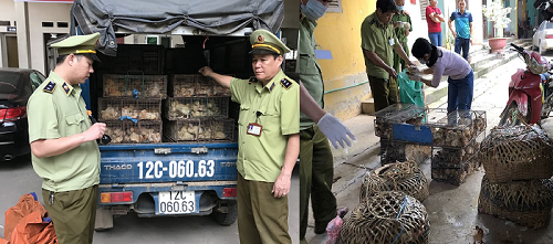  Số lượng gia cầm nhập lậu được lực lượng quản l&yacute; thị trường thu giữ  
