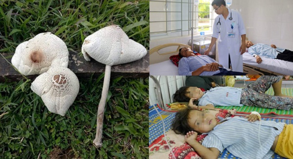  H&agrave;ng loạt vụ ngộ độc do ăn phải nấm lạ tự h&aacute;i ngo&agrave;i rừng. 