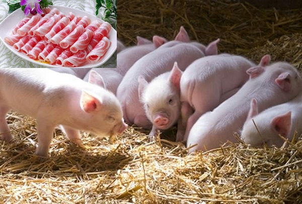  Lợn l&agrave; lo&agrave;i động vật mắc nhiều bệnh dịch c&oacute; thể l&acirc;y sang người v&ocirc; c&ugrave;ng nguy hiểm