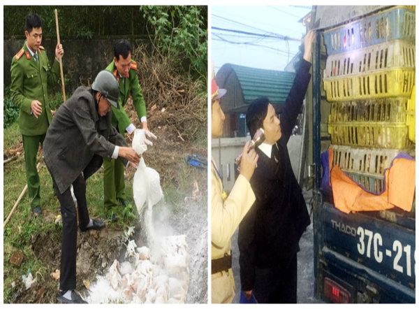  H&agrave; Tĩnh thu giữ v&agrave; ti&ecirc;u hủy g&agrave; kh&ocirc;ng r&otilde; nguồn gốc