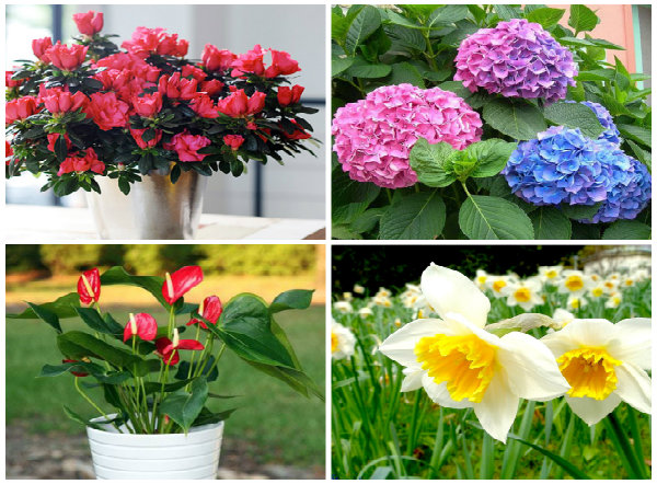 Nhiều lo&agrave;i hoa đẹp nhưng rất nguy hiểm khi chơi Tết cần ch&uacute; &yacute; 