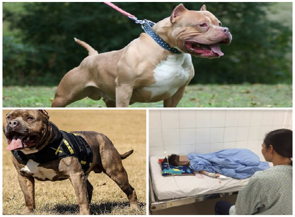 Việc nu&ocirc;i ch&oacute; Pitbull trong nh&agrave; v&ocirc; c&ugrave;ng nguy hiểm v&igrave; n&oacute; c&oacute; thể cắn chủ bất cứ l&uacute;c n&agrave;o