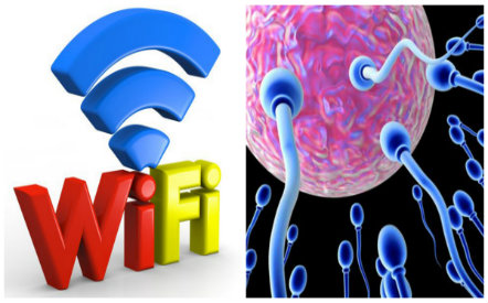 S&oacute;ng wifi c&oacute; t&aacute;c hại nghi&ecirc;m trọng tới sinh sản của đ&agrave;n &ocirc;ng