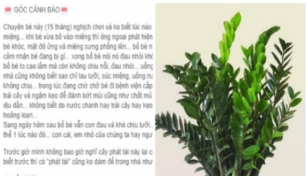  C&acirc;y kim tiền phong chứa chất độc nguy hiểm cần tr&aacute;nh xa, nhất l&agrave; trẻ nhỏ