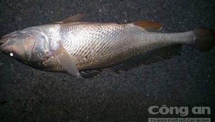 Con c&aacute; sủ v&agrave;ng qu&yacute; hiếm d&agrave;i 60cm, nặng hơn 3kg của &ocirc;ng Trầm Văn Th&agrave;nh ở Đồng Nai