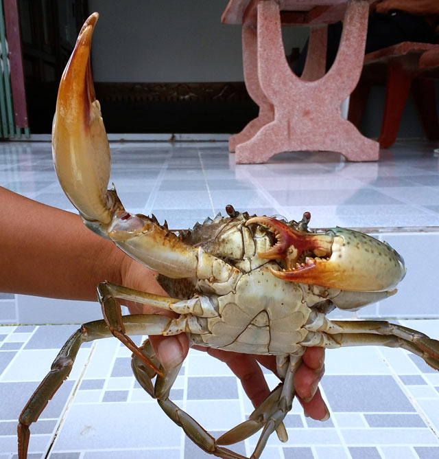 Con cua 3 c&agrave;ng lạ l&ugrave;ng m&agrave; anh Đảo bắt được