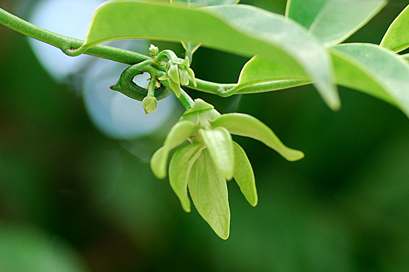 Lan m&oacute;ng rồng l&agrave; lo&agrave;i hoa cấm kỵ tuyệt đối kh&ocirc;ng đặt l&ecirc;n ban thờ
