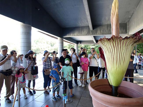 Lo&agrave;i hoa c&oacute; m&ugrave;i nồng nặc như x&aacute;c chết. Ảnh: AFP