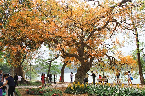 Những cây lộc vừng bên cạnh Hồ Gươm (Hoàn Kiếm) đang chuyển từ xanh sang vàng rực. Ảnh Xaluan