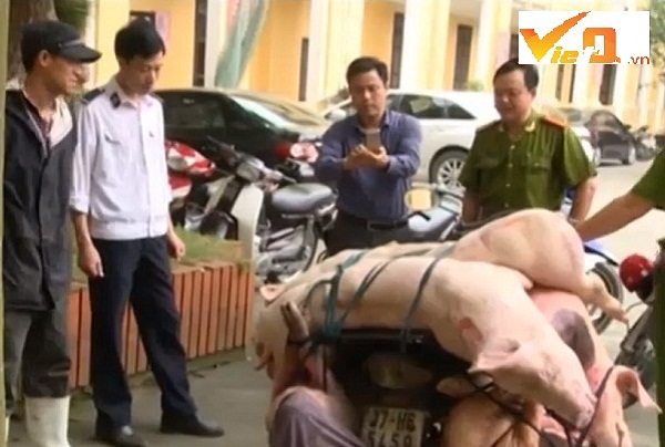 Số thịt lợn đang ph&acirc;n hủy bị tạm giữ