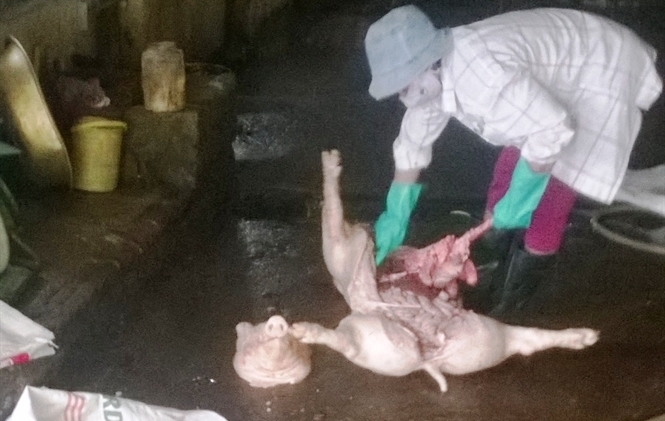 Đ&atilde; c&oacute; kh&ocirc;ng &iacute;t đường d&acirc;y bu&ocirc;n lợn chết Hưng Y&ecirc;n bị vạch trần