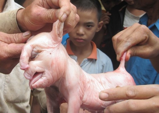 Chuyện lạ lợn đẻ ra voi g&acirc;y x&ocirc;n xao dư luận