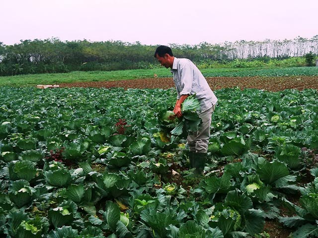 Lợn rừng của Trang trại được nu&ocirc;i theo phương thức hữu cơ, đạt ti&ecirc;u chuẩn sạch nhất hiện nay