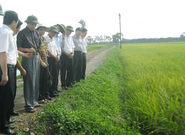 l&uacute;a chất lượng cao