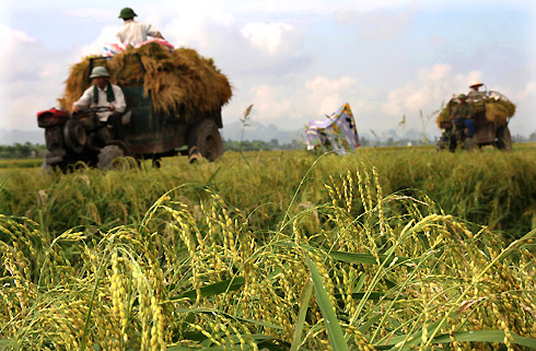 L&uacute;a nếp thơm Hưng Y&ecirc;n tăng năng suất gấp 2 lần