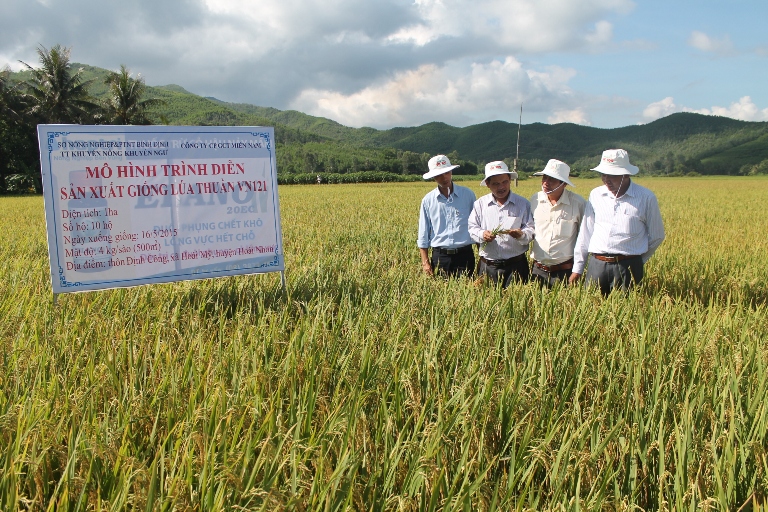 Khảo nghiệm l&uacute;a VN 121