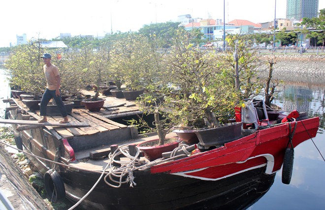 Ghe hoa mai ở bến B&igrave;nh Đ&ocirc;ng, Tp. HCM