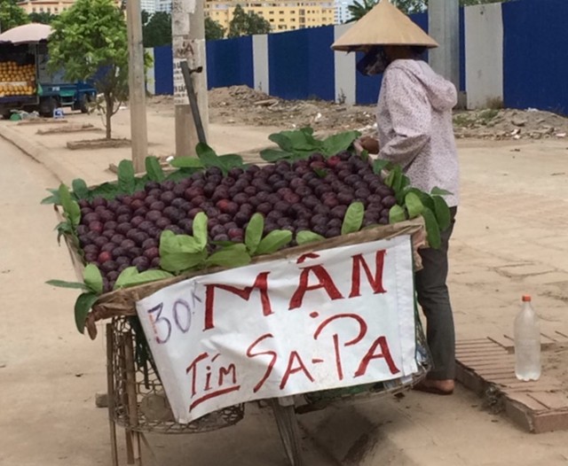 Mận t&iacute;m Sapa vẫn được b&agrave;y b&aacute;n tr&agrave;n lan tại H&agrave; Nội mặc d&ugrave; đ&atilde; hết m&ugrave;a c&aacute;ch đ&acirc;y gần 2 th&aacute;ng
