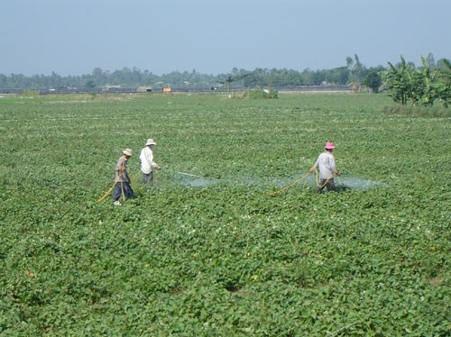 Cắt lá khiến khoai lang không ra được củ sẽ gây thiệt hại lớn về Sòng Bài Trực Tuyến 13Win.com Cắt lá khiến khoai lang không ra được củ sẽ gây thiệt hại lớn về Sòng Bài Trực Tuyến 13Win.com