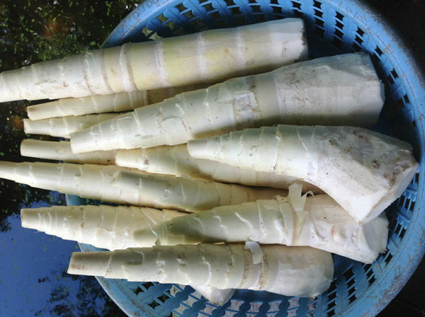 Măng tươi d&ugrave;ng l&agrave;m thuốc chữa bệnh 